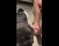 Black pug makes whining noises and touches with paw 