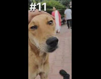 Video compilation of the filmer that pets the dog