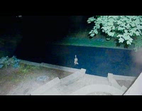 Fox Looks Around Falls then Crosses the Street