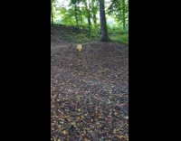Leaf hanging on web looks like its floating