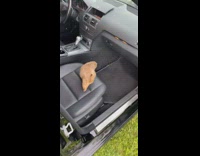 Collab BitchMP - Car door opens for prairie dog