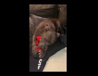 Pet dog bites toy and kneads the pillow
