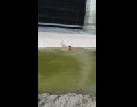 Shirtless Guy Tries to Cross Green Water but Slips 