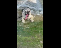 Pug sits in river water near small waterfall 