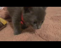 Grey kitten neon pink collar bites wrapper 