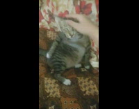 Girl call cat fat then apologize bed