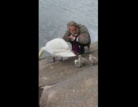 Old man pets the swan with its cygnet behind it 