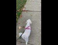 Dog walks by tree white face mask 