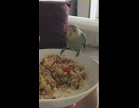 Bird on plate eat rice with owner