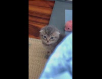 Kitten struggling to fight off sleepiness