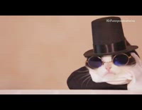 Cat eats food with human hands arms 