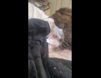 Cat attack black weighted blanket on bed