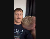 Big dog rubbing face on owner