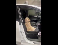 Dog doesnt want to go down the car