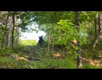 Collab BitchIG2 - Woman shoos the bear away 