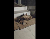 Fluffy cat lay on brown rug floor