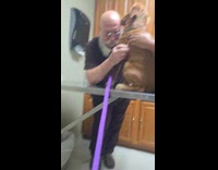 Dog licks vets bald head during check up