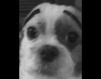 Grey white dog black eyebrows looks surprised