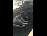 (Link does not Work)  Collab KaleSaladIG - Girl shoots cat with hand cat falls back