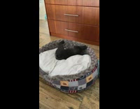 Black pug puppy rolls around grey bed 