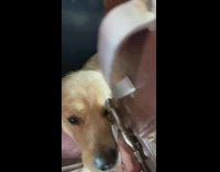 Guy open door brown dogs wait inside