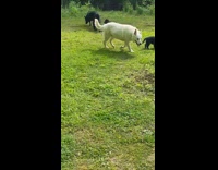 Black and white German Shepherds with puppies