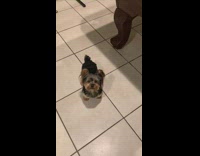 Small dog steals white sock runs stairs 