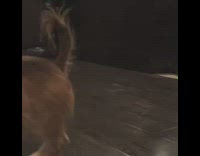 puppy with pizza toy