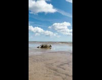 Collab PubityPets - Seal Excitedly Crawls Toward Sea from Beach
