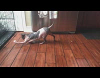 Hairless cat chasing ball in slo mo 