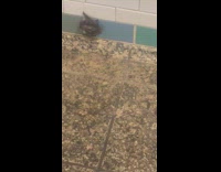 Bat tries to nap on the wall