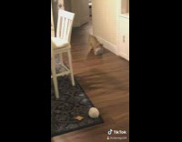 Brown black cat compilation christmas tree 