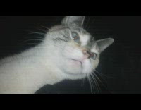 Pet cat angry and growls while carried by a boy Part 2