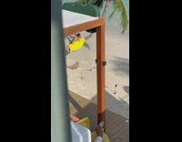 Girl bikini hang on tree yellow towel