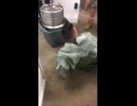 guy in green faceplants on while doing keg stand