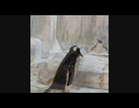 Penguin bends and squirts poop from butt