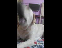 white dog howling at owner beat boxing