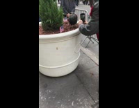 Black chicken standing in bush at parade