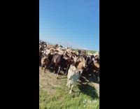 Herd of goats walk past lady field