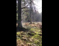 Guy sees steam coming out of tree 