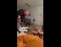 Collab PLC - Bald Man Plays with Pet Cat on Table