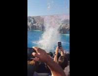 Humpback whale splash water performance at SeaWorld 