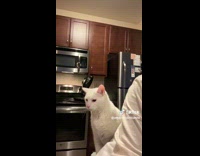 Owner having conversation with cat about jumping 