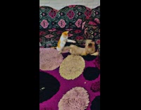 Collab PLC - Three cat fight together on the couch