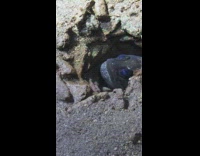 Jawfish peeks out from hole then attacked