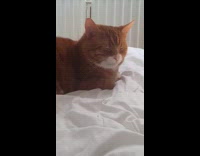 Guy shout make orange cat open eyes