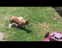 Corgi dog barks at red lawn mower 