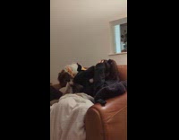 Dog tries to hump woman on couch