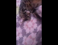 Cat laying on blanket grooms arm and face 