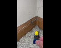 Spider on the corner crawls towards the filmer
